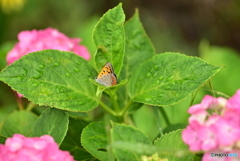 紫陽花畑のベニシジミ