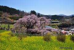 滝桜満開④