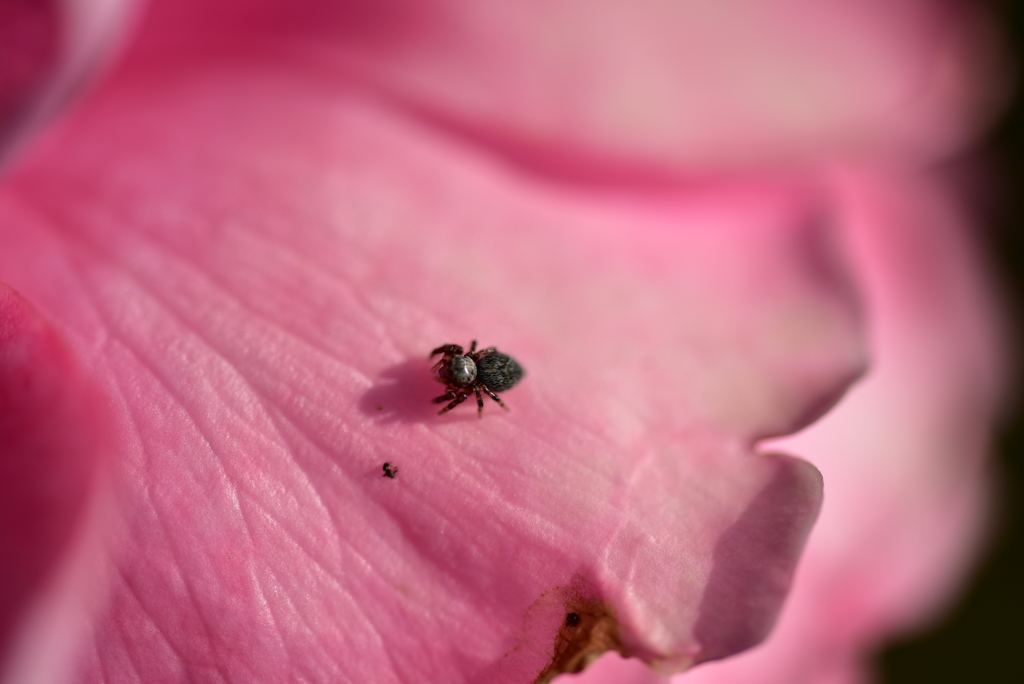 花と蜘蛛