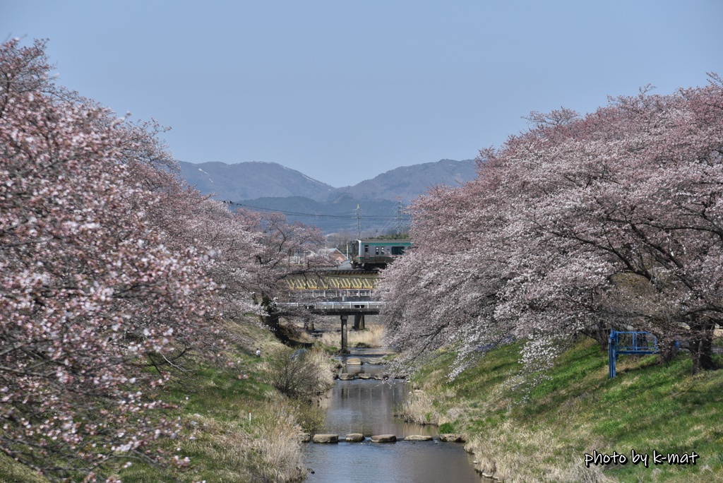 磐越西線と五分咲き桜