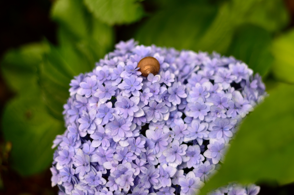 カタツムリと紫陽花