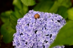 カタツムリと紫陽花