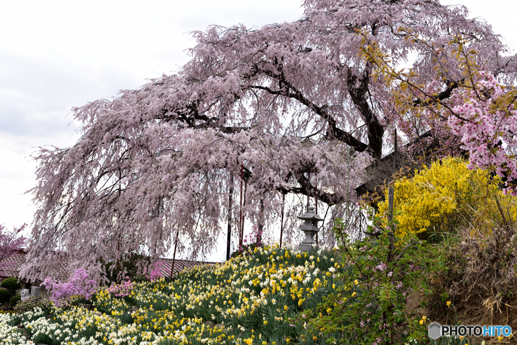金毘羅桜①
