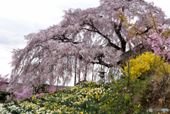 金毘羅桜①