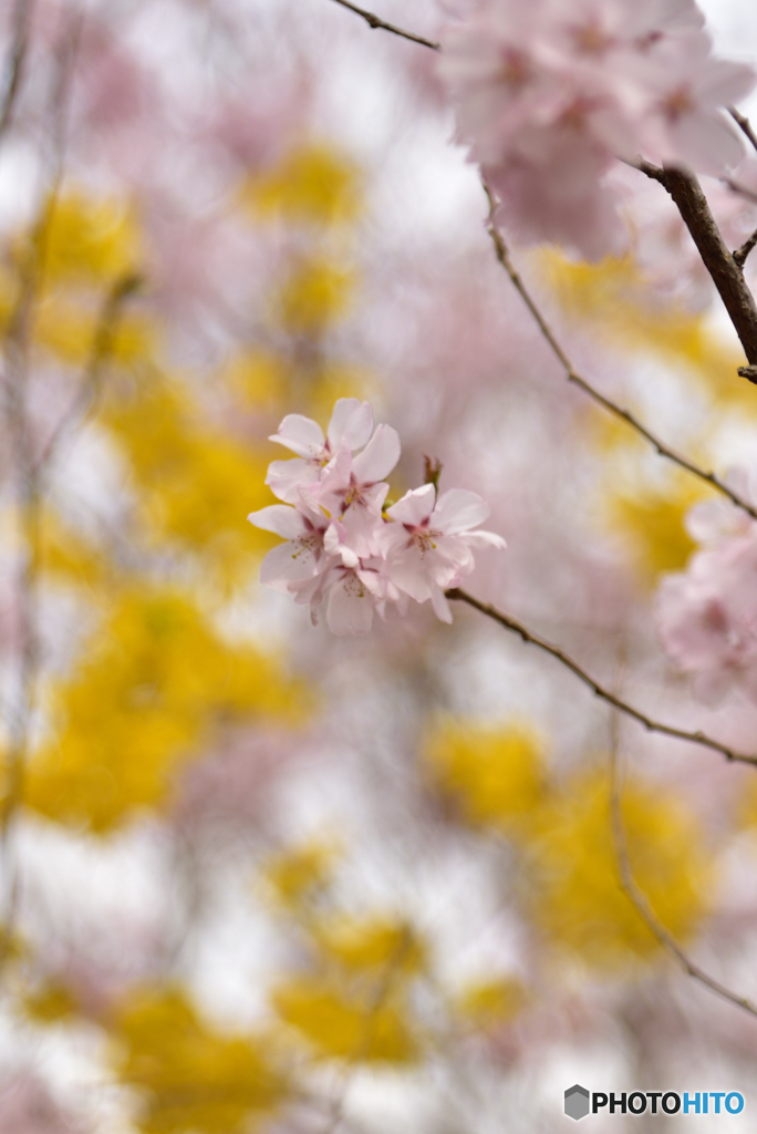 花見山④