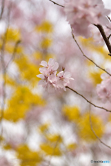 花見山④