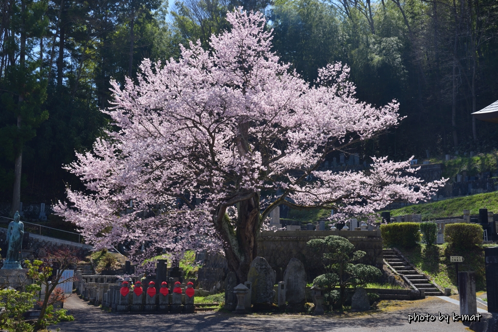 三春町桜紀行⑥