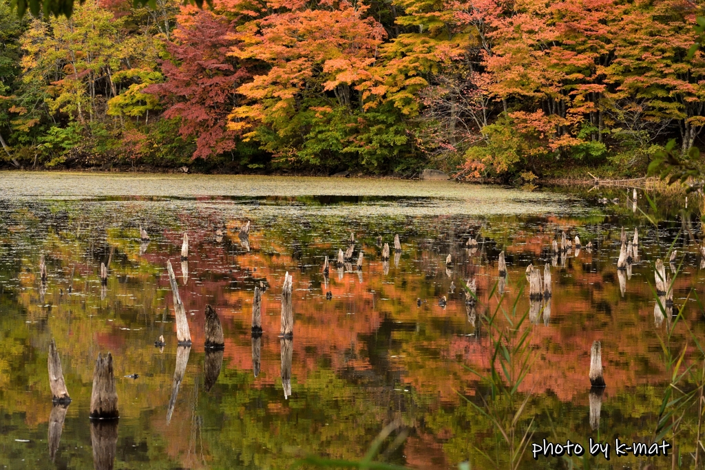 秋の水辺