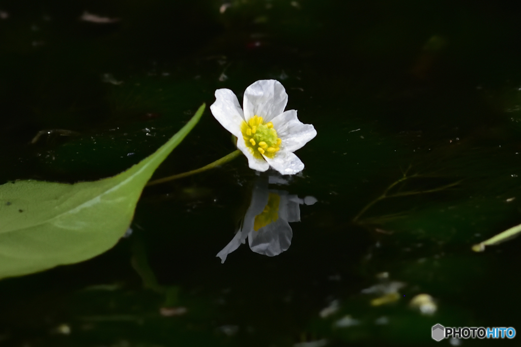 水中に咲く花
