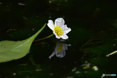 水中に咲く花
