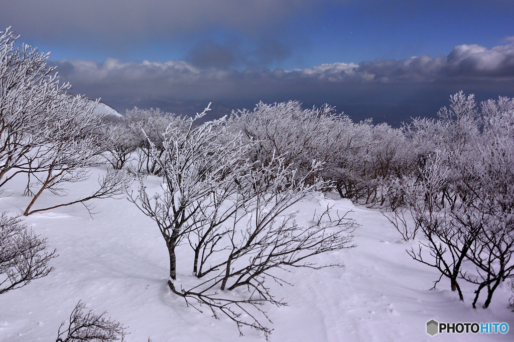 雪の花