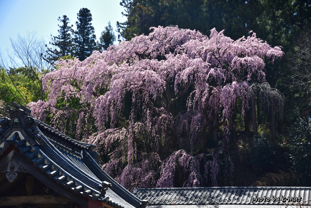 三春町桜紀行③