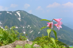 浅草岳とヒメサユリ