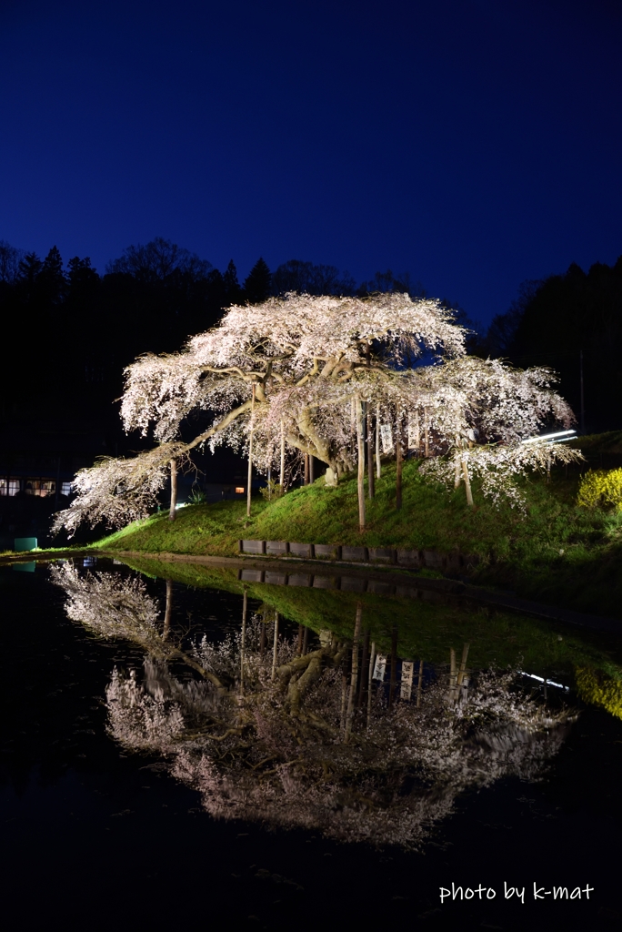 中島の地蔵桜②