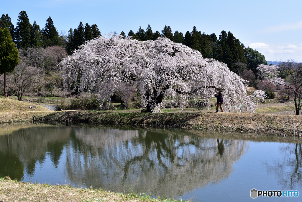 花園の枝垂桜②