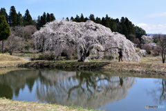 花園の枝垂桜②