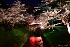 夜桜並木