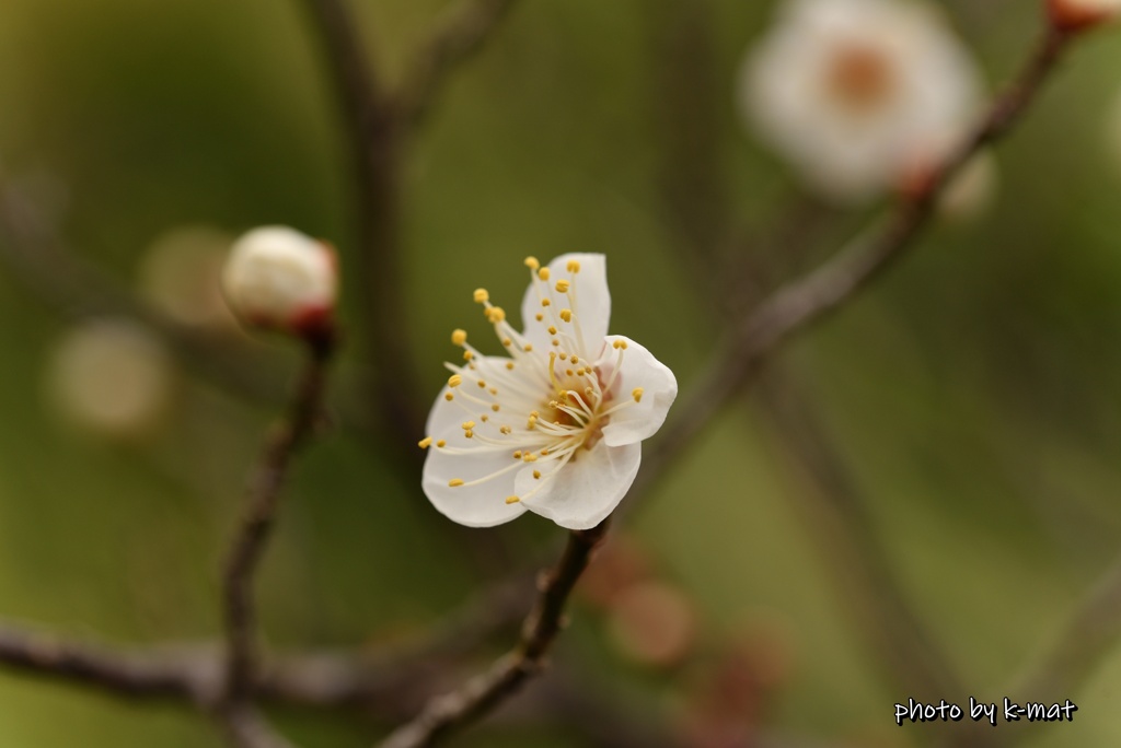 開け花弁