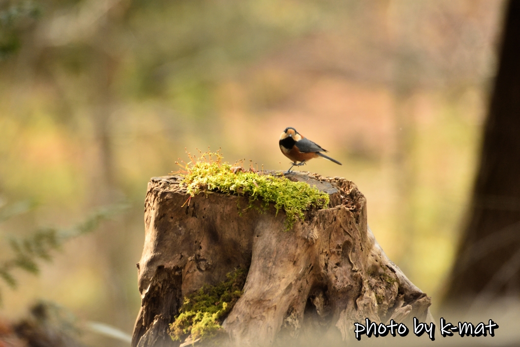 stepping bird