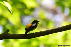 夏鳥