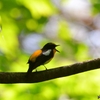 夏鳥