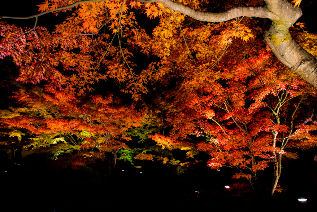 ライトアップ紅葉
