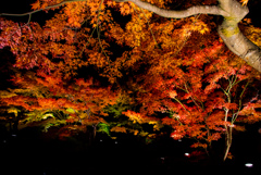 ライトアップ紅葉