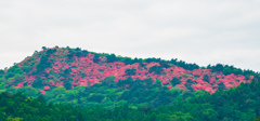 つつじの名所　徳仙丈山