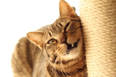 甘えん坊