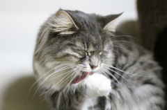 ペロリ