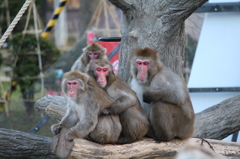 円山動物園の猿たち