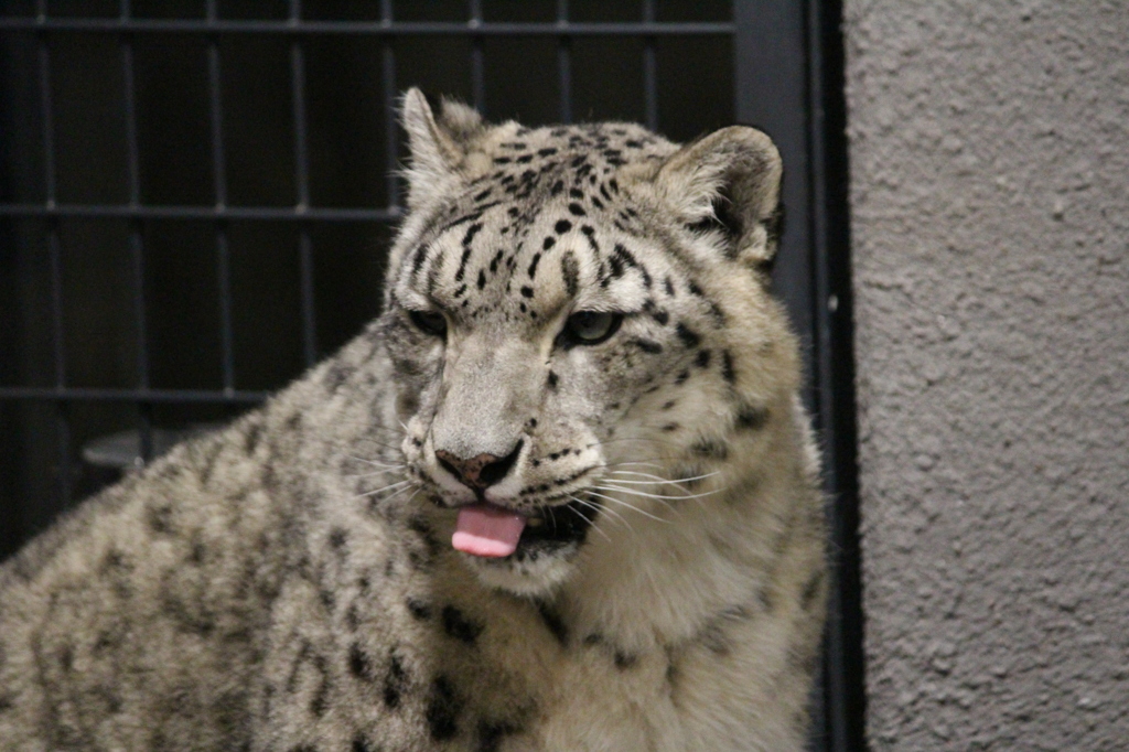 ユキヒョウのペロリ