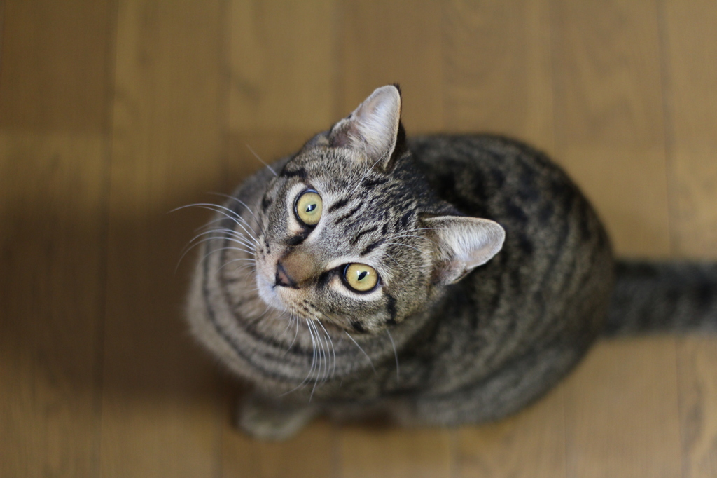 見上げる。