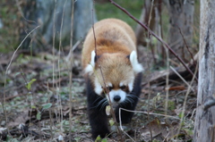レッサーパンダ