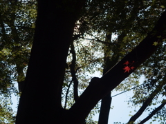 紅一点