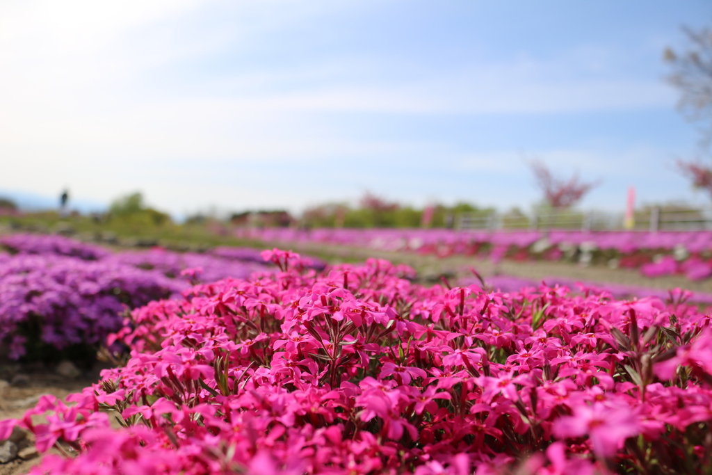 芝桜②