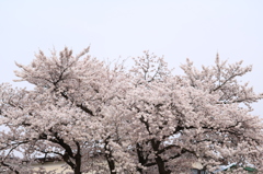 桜3