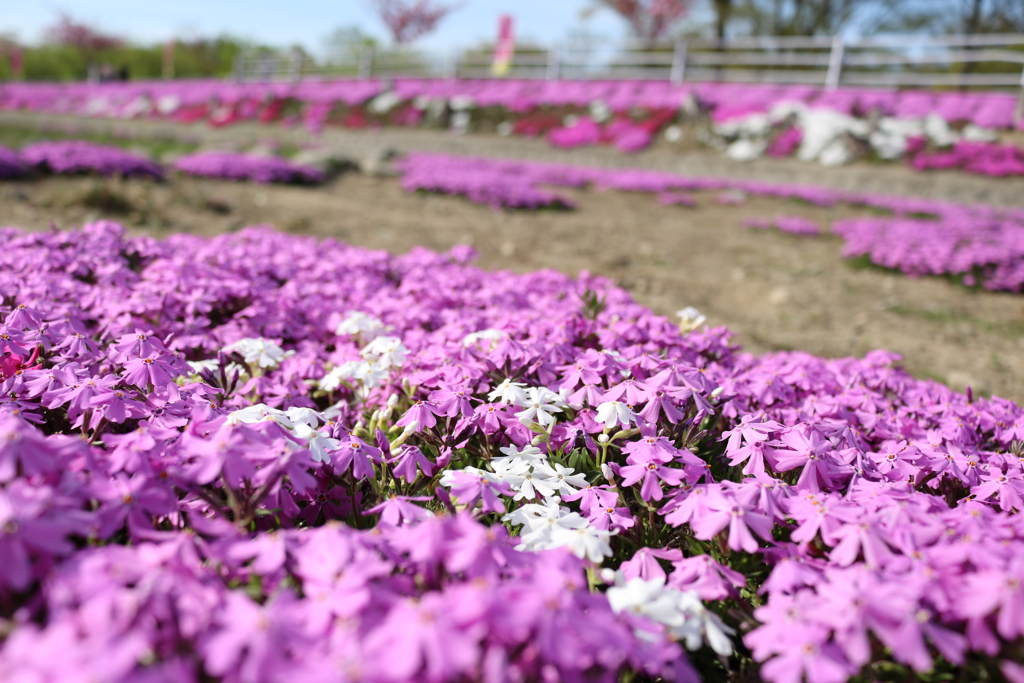 芝桜③