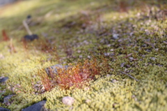 苔の世界2