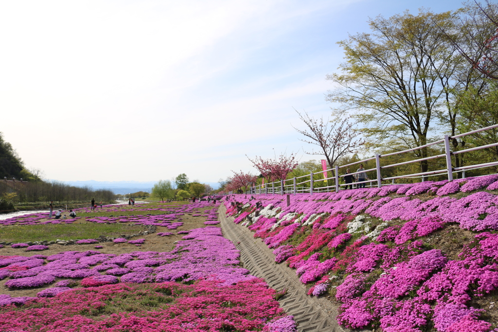 芝桜①