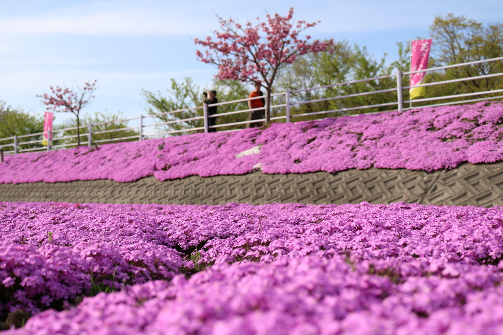 芝桜④