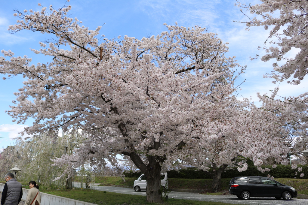 桜