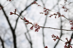 開花