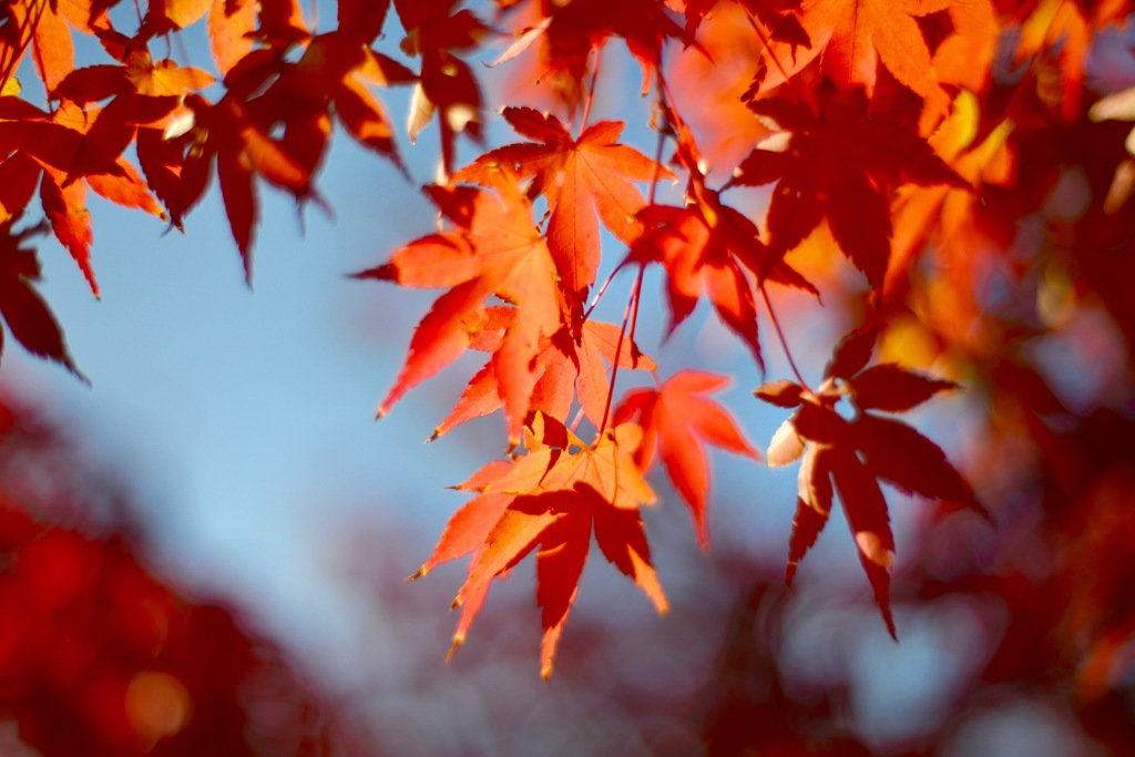 紅葉