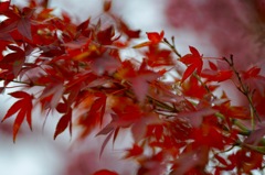 紅