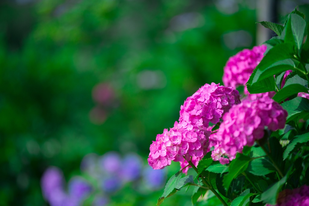 紫陽花