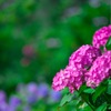 紫陽花