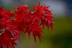 紅