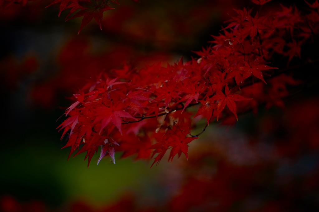 紅２