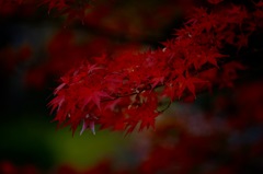 紅２